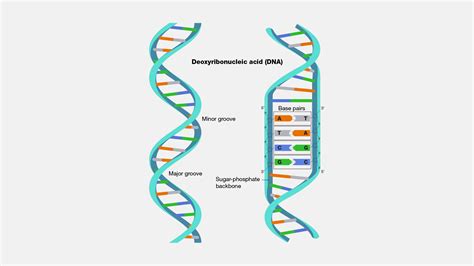 DNA Double Helix Poster | ubicaciondepersonas.cdmx.gob.mx