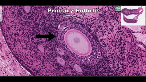 Ovary Histology Diagram