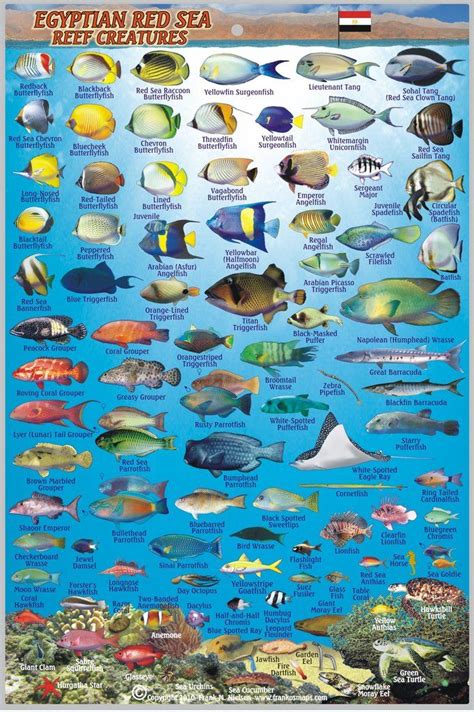 Sea Fish Pictures - Bilscreen