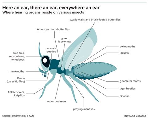 Awesome Ears: The Weird World of Insect Hearing | Scientific American