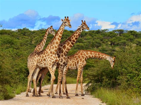 Kenya Wildlife Safari | Private Tour| Enchanting Travels