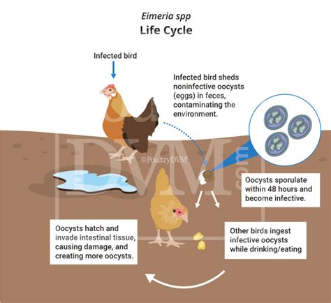 What Poultry Producers Need To Know About Coccidiosis, 53% OFF