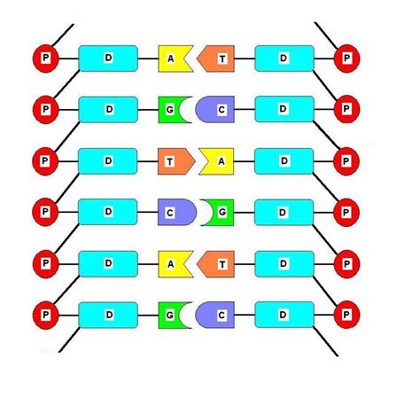 Biology Quiz Words: DNA