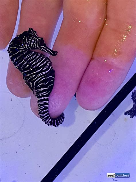 Zebra Seahorse, Real Hippocampus Zebra Collected in Western Australia ...