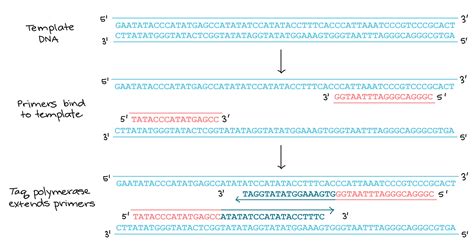 Primers Pcr