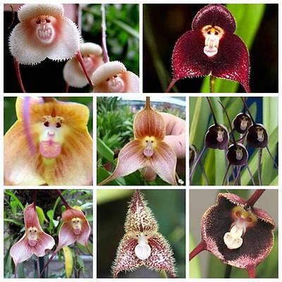 10 Rare Monkey Face Orchid Seeds Planting For Home Garden Flower | eBay