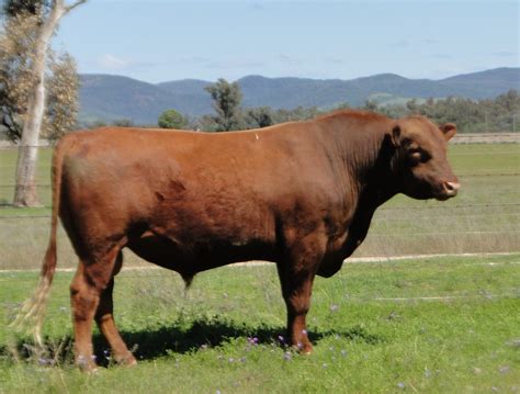 Red Angus Bulls For Sale - Mayo Livestock