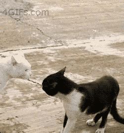 Cat Standing GIF - Find & Share on GIPHY