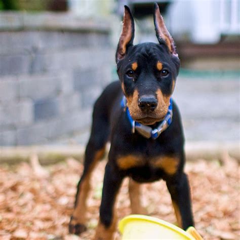 Are Doberman Puppies Hard To Handle