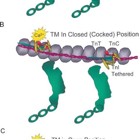 (PDF) The role of tropomyosin in the regulation of myocardial ...