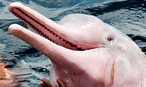 PINK DOLPHIN: 5 Facts About the Amazon Pink River Dolphin