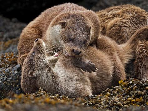 Top 12 River Otter Facts - Diet, Habitat, Anatomy & More | Facts.net