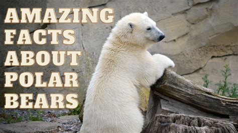 Top 10 Amazing Facts About Polar Bears - YouTube