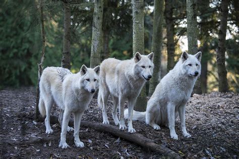 Grey Wolf Pack Photograph by Mark Newman - Pixels