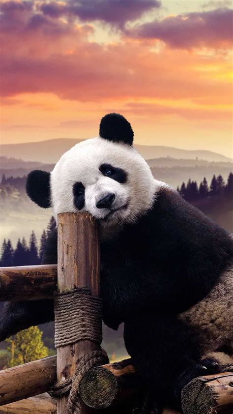 4K Panda Wallpaper | WhatsPaper