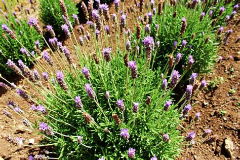 27+ Lavender Varieties for Growing in Pots and Outdoor - Hort Zone