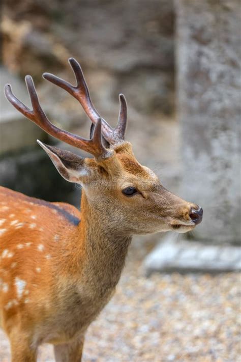 Sacred Deer of Japan, during Cherry Blossom Season Stock Photo - Image ...