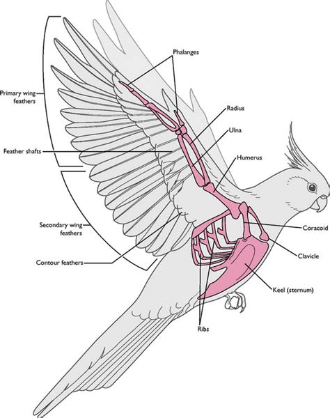 Bird Wing Anatomy Bones