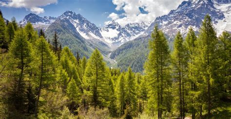 Bosque de Coníferas - Concepto, flora, fauna, clima y ubicación