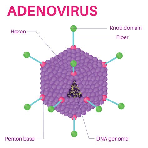 estructura del adenovirus. 11595476 Vector en Vecteezy