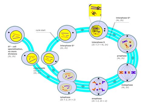 Introduction to the Cell Cycle | Biology for Majors I