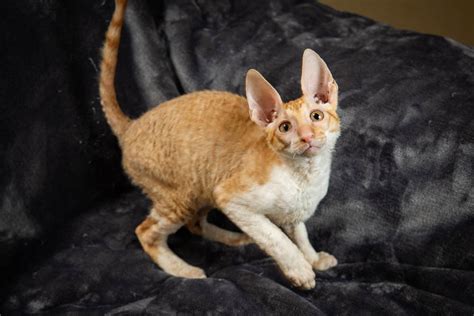 Cornish Rex Kittens for Sale, Makin Waves Rex, Cornish Rex Minnesota