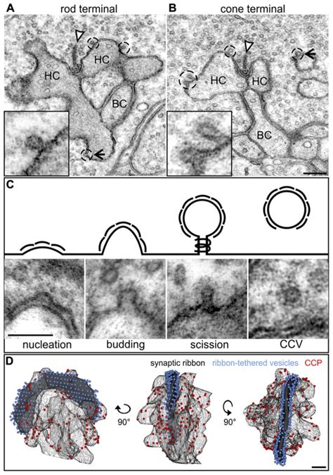 Ultrastructural analysis of Clathrin-mediated endocytosis in ...