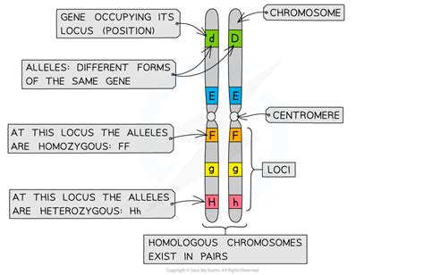 Inheritance: Key Terms (2.4.3) | Edexcel A (SNAB) AS Biology Revision ...