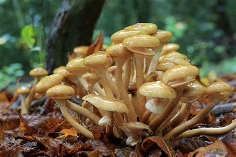 Armillaria mellea – identifier-les-champignons.com