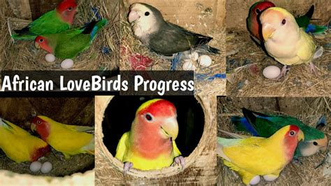 African LoveBirds Breeding progress start in Colony - YouTube