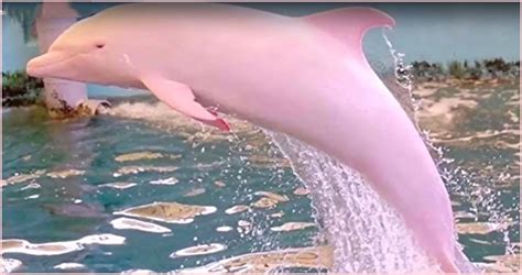 Louisiana Residents Captured A Very Rare Sight, A Pink Dolphin Swimming ...