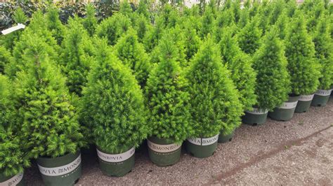 Dwarf Alberta Spruce - A perfect cone shaped dwarf conifer displaying ...