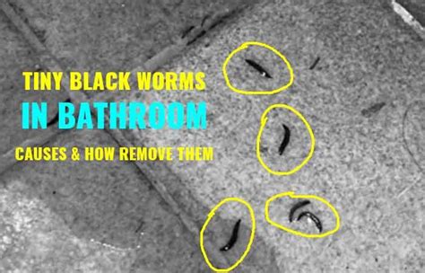 Little Tiny Black Worms in the Shower-Causes & How to Get Rid | Clean ...