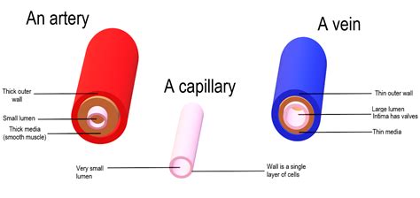 Define the structure of an artery and a vein. Explain how their ...