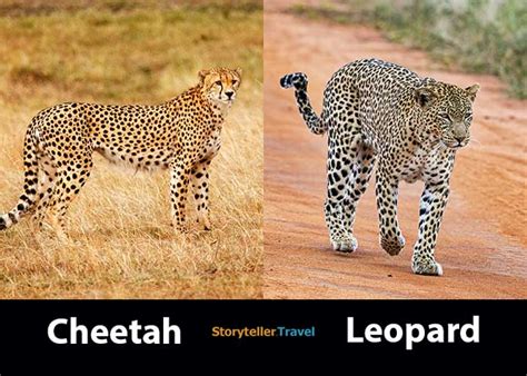 Cheetah vs Leopard: 14 Key Differences (Speed, Size, Spots ...