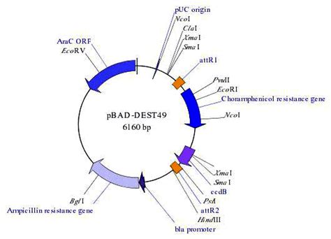 SimVector:: A Plasmid Drawing Software