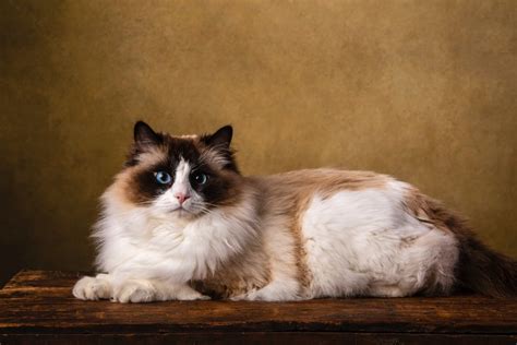 Do Bicolor Ragdoll Cats Have Blue Eyes? - Genetics Revealed! - Ragdollcare