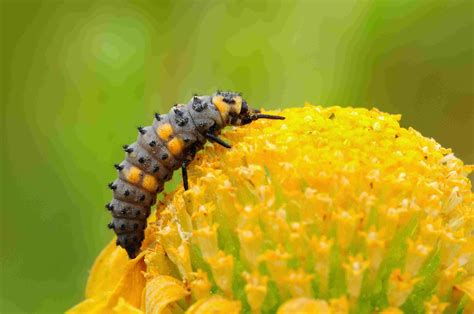 The 4 Stages of the Ladybug Life Cycle