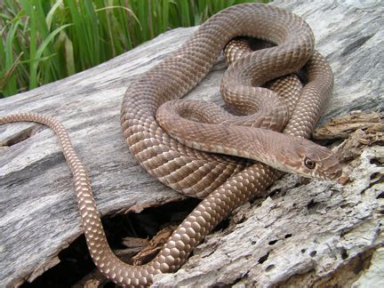 Coachwhip Snake Facts and Pictures