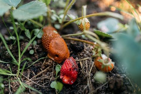 Slug Vegetable Garden Eating - Free photo on Pixabay - Pixabay