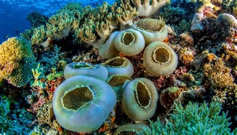 10 Marine Biome Facts You Must Know