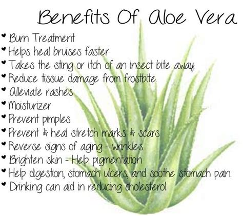 Which Aloe Vera Plant Is Best for Face