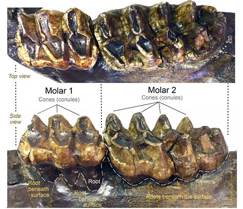 Can someone please identify this? Mastodon tooth enamel? - Fossil ID ...