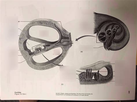 Cochlea Diagram | Quizlet