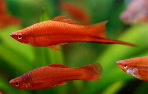 Swordtail Fish - Traits | Breeding | Care | Size | Lifespan - SeaFish