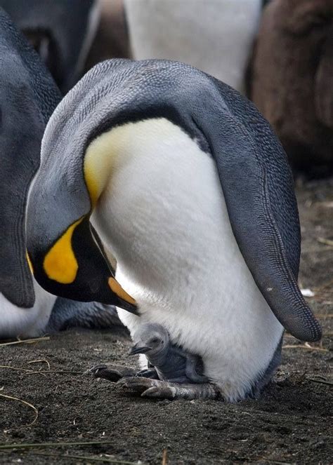 Penguins, flightless birds... | Pet birds, Animals beautiful, Cute animals