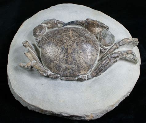 Giant Tumidocarcinus Giganteus Crab Fossil For Sale (#4642) - FossilEra.com