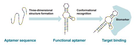 Aptamers - the advantages, applications and more - Blog