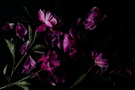 How to Shoot Moody Photography of Flowers (Dark Image Tips)