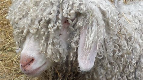 Angora Goats: Does – Catawampus Farm